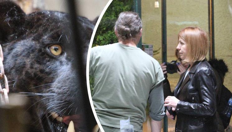 ягуари зоопарк - С ТЕЖКА СТЪПКА: Два слона вземат софийско жителство (СНИМКИ)