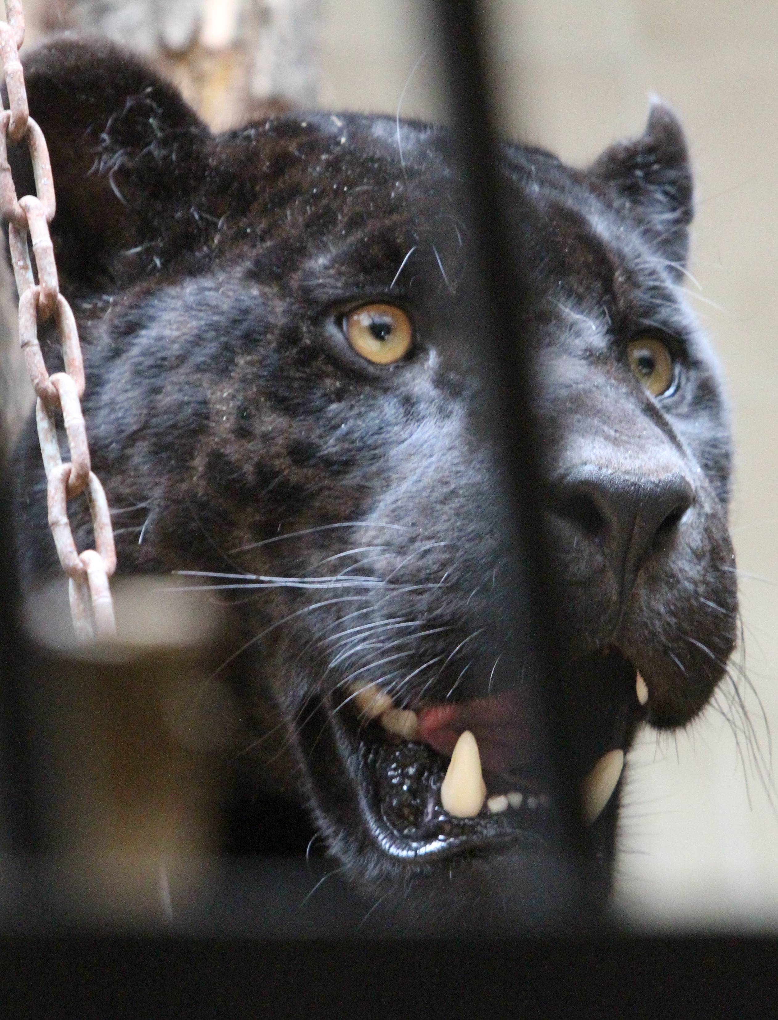 Йорданка Фандъкова зоологическа градина ягуари