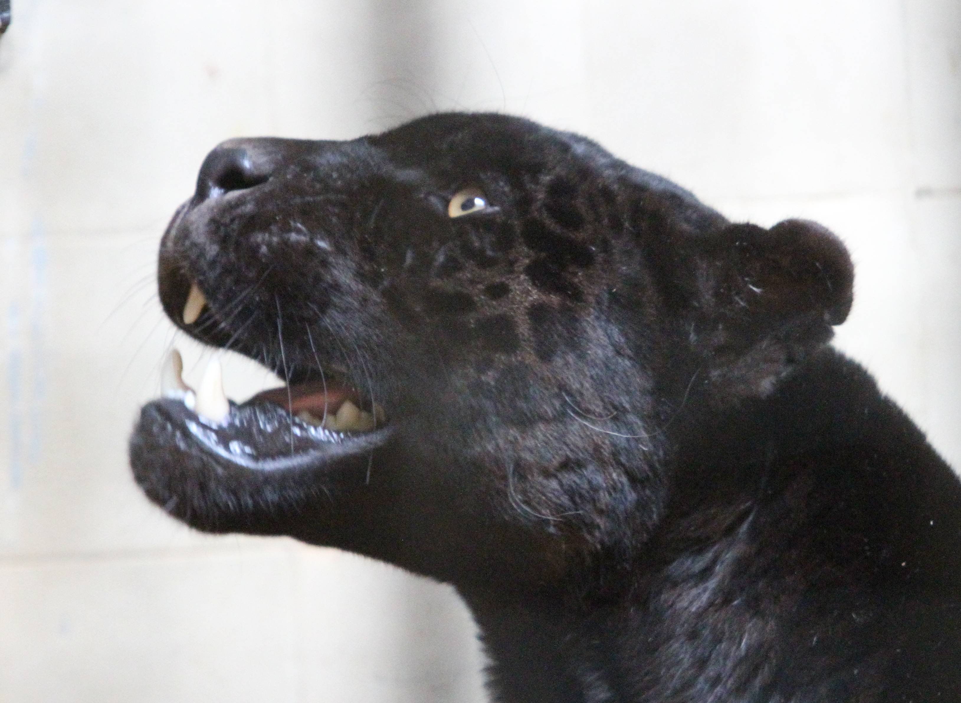 Йорданка Фандъкова зоологическа градина ягуари