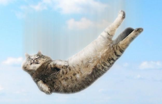 котка във въздуха