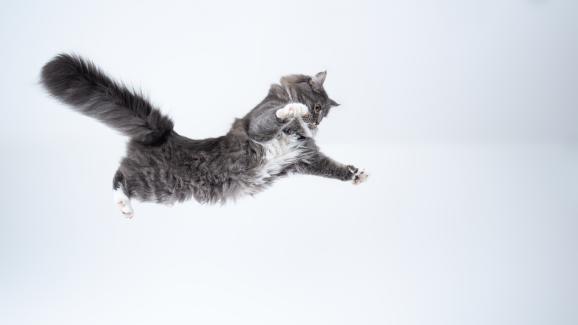 Как котките оцеляват при падане отвисоко