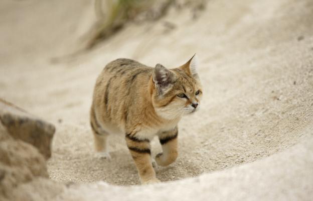 пустинна котка