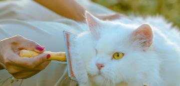 10 ефективни съвета как да се грижим за дългокосместите котки