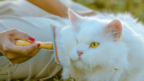 10 ефективни съвета как да се грижим за дългокосместите котки