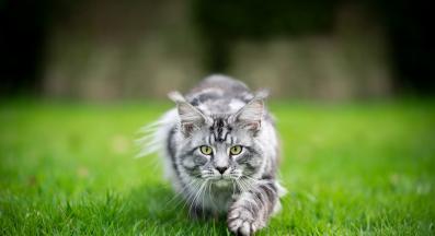 котка ловува