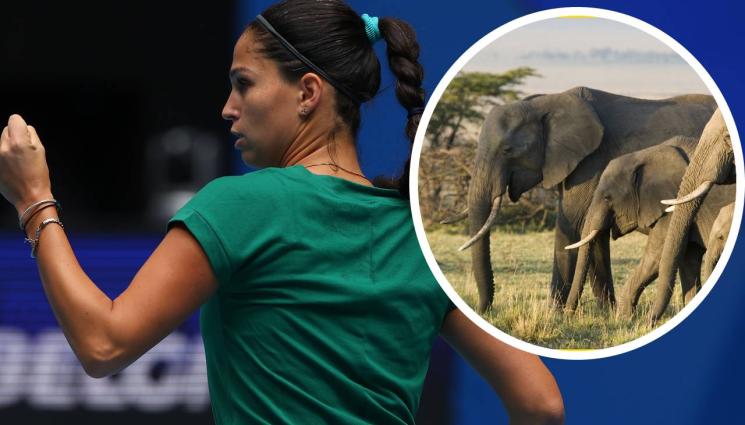 Шиникова - Тенис националка на разходка с лъвове (ВИДЕО)