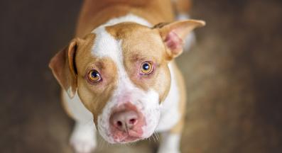 куче човек релакс