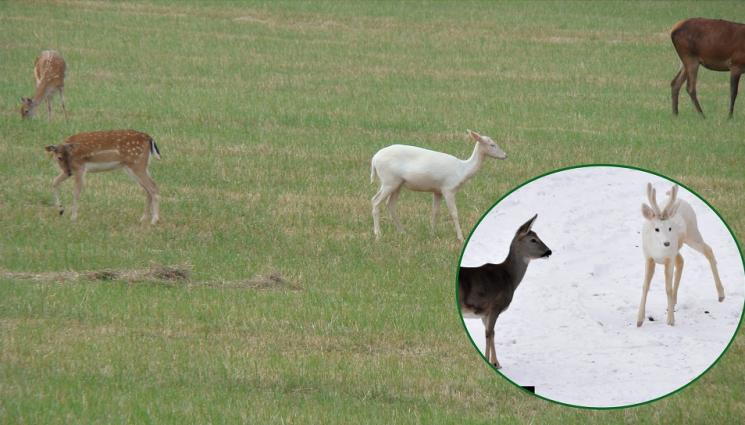 а - Носи надежда: Бялата кошута от Черни Лом