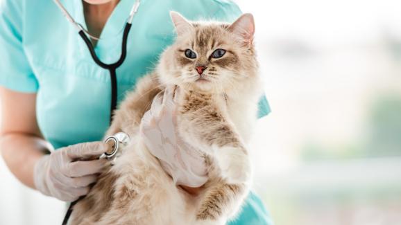 Какво трябва да знаем за пневмонията при котките