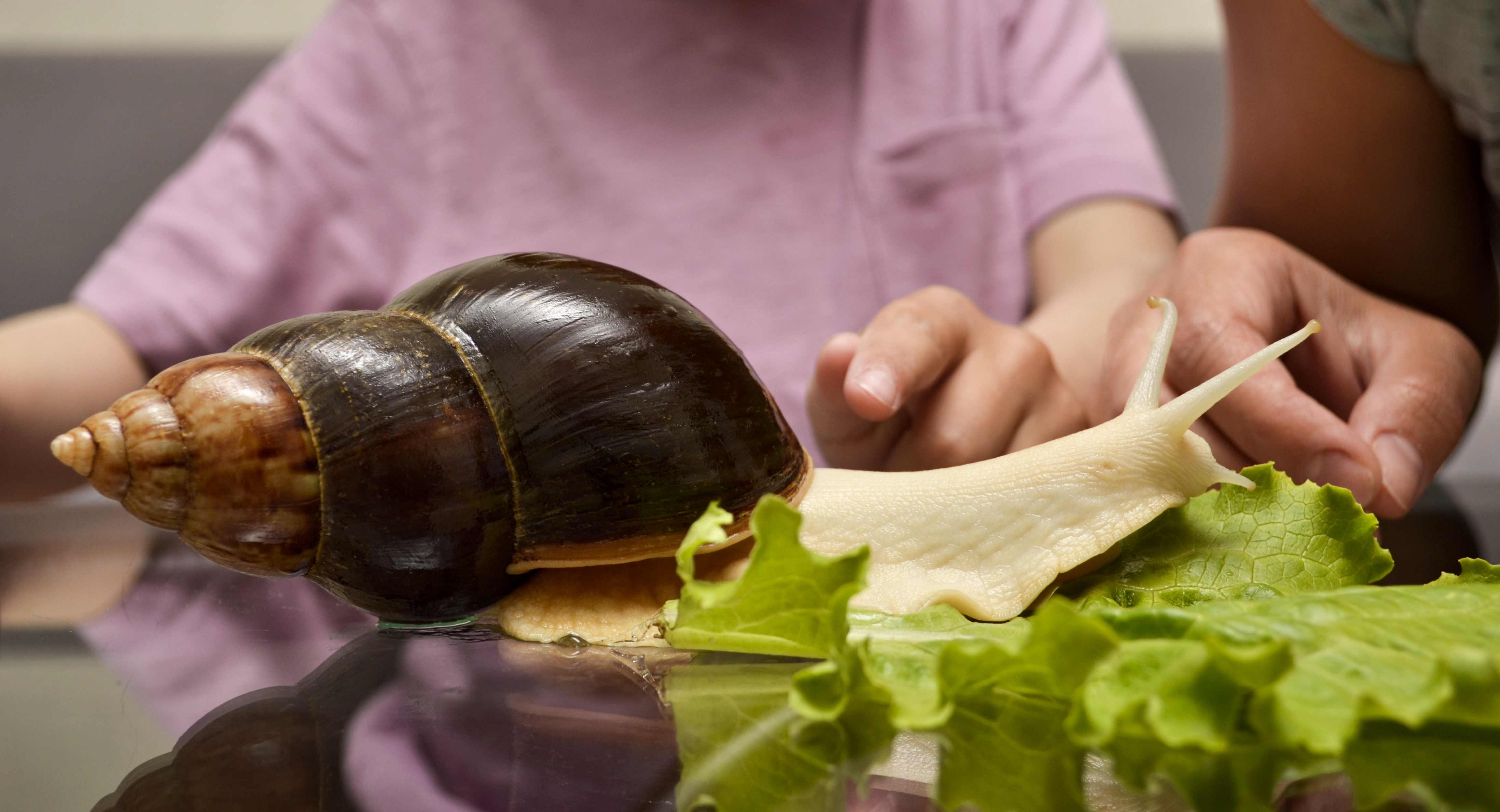 домашни любимци