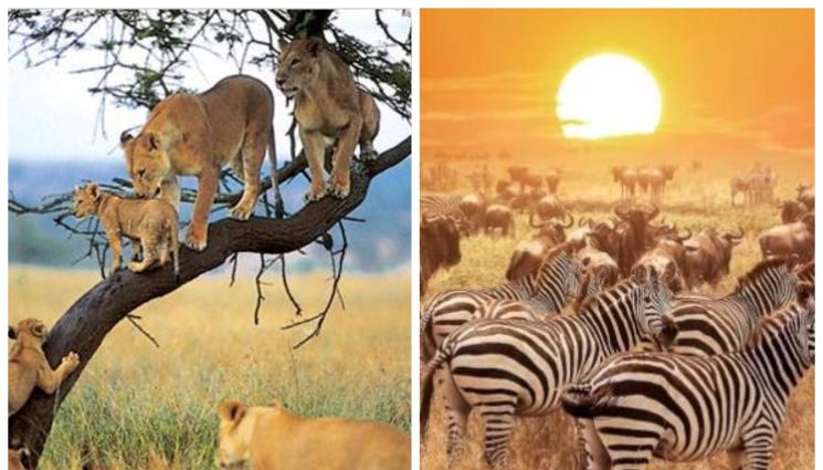 Африка - Фотосафари в Африка - глезотийката на богатите