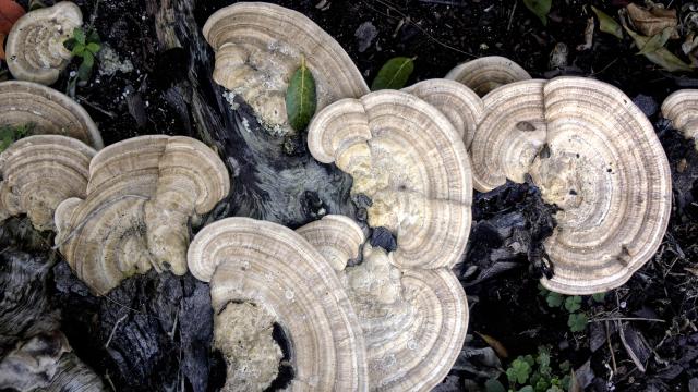 Учени откриха нова паразитна гъба, която се храни с паяци в Бразилия