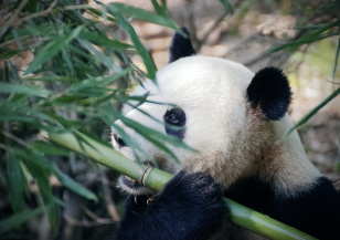 Зарадваха пандите в Московския зоопарк с любимите им лакомства