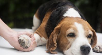 куче паразити