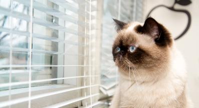 котка у дома