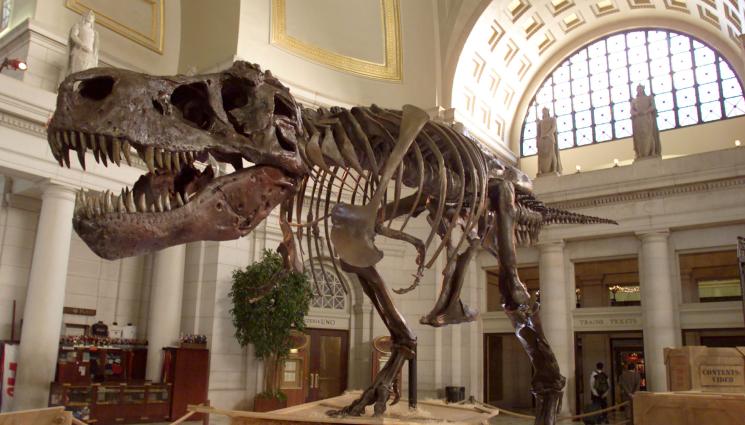 Тиранозавър Рекс - НА ТЕЗГЯХА: Продават на търг цял скелет на Тиранозавър Рекс