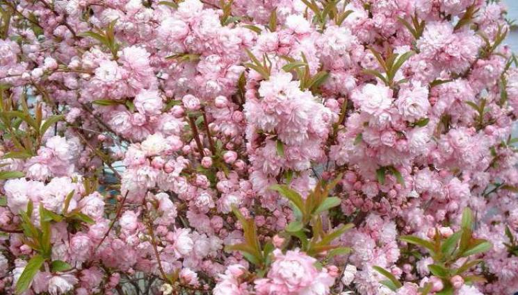 агро - Агро Телеграф: Сухото време заплашва слънчогледа