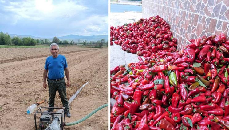 Сабахтин Ибишев чушки - Агро Телеграф: Сабахтин - майсторът на Куртовската капия