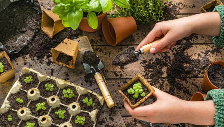 Има различни начини за ускоряване на покълването на разсада - Агро Телеграф: Киснем семената в топла вода