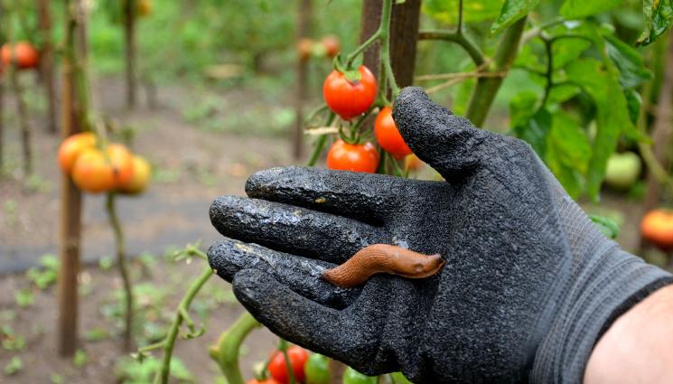 плужек - Агро Телеграф: Чеснова отвара гони плужеците