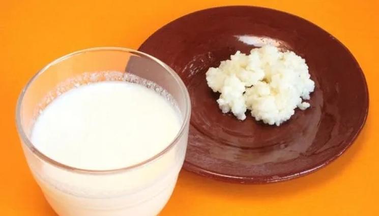 кефир - Агро Телеграф: Гледаме тибетска гъба в мляко на балкона