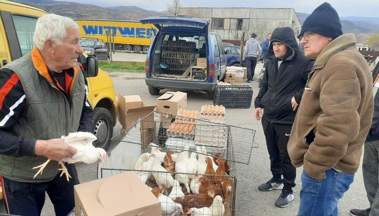 кокошки - Агро Телеграф: Невиждан бум на търсенето на кокошки. Броят по 15 лв. за ярка, без да се пазарят