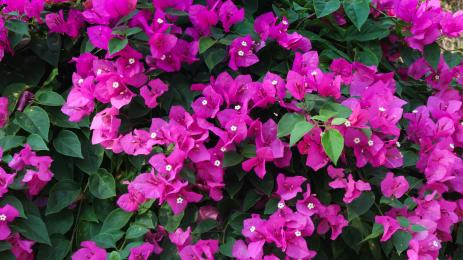 Бугенвилия