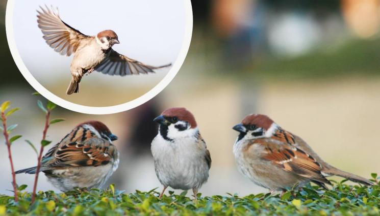 врабче - Броим врабчетата на 22 април