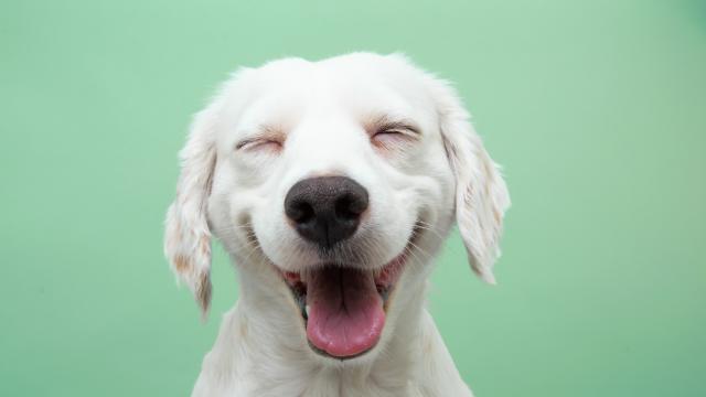 Стотици животни бяха благословени в катедрала в Ню Йорк