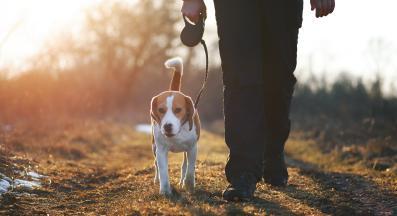 куче разходка