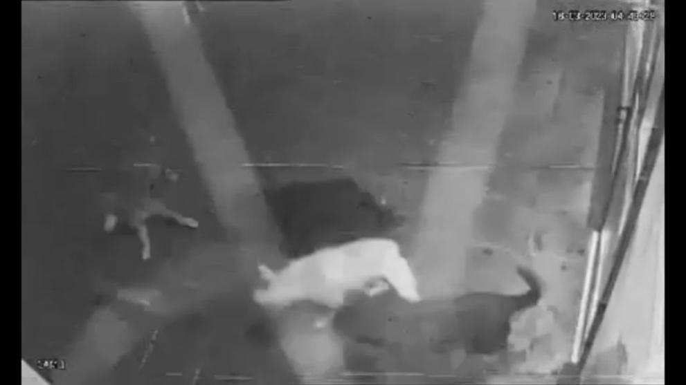 Глутница кучета тормози Бургас. Жители на бургаски квартал поискаха помощ