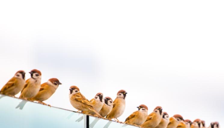 врабчета - Врабчетата изчезват, намаляха наполовина!