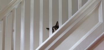 Колко време котките се крият, ако се страхуват