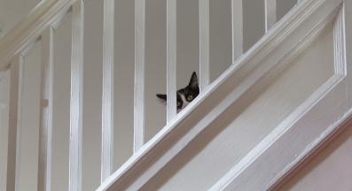 котка се крие