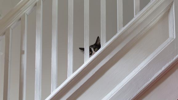 Колко време котките се крият, ако се страхуват