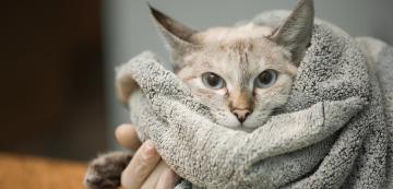 5 неща, които трябва да знаете, ако мислите да осиновите котка с FIV