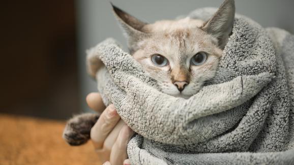 5 неща, които трябва да знаете, ако мислите да осиновите котка с FIV
