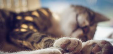 Знаете ли, че котките имат ароматни жлези в лапите си?