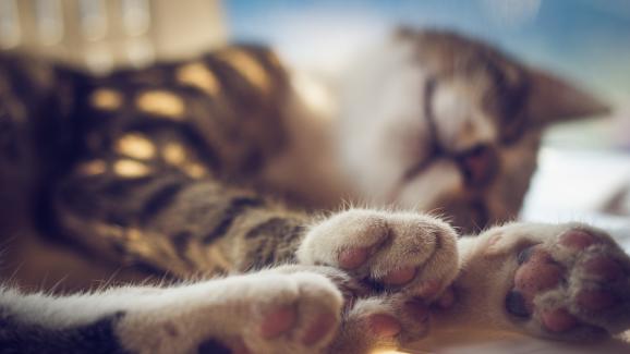 Знаете ли, че котките имат ароматни жлези в лапите си?
