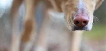Удивителни факти за обонянието на кучето ви