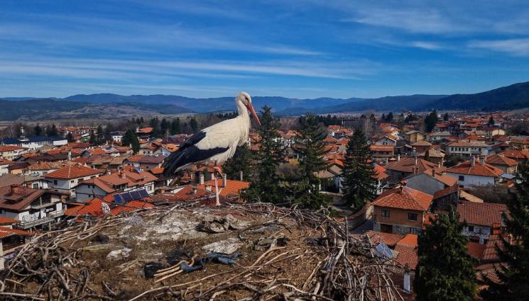 щъркели - ЧУДЕСА И ВЯРА: Щъркелите пристигнаха в Банската „Св. Троица“