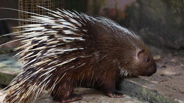 Изчезнало бодливо свинче се завърна в немски зоопарк