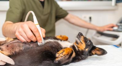 бременно куче