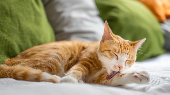 3 прости причини, поради които котките се облизват, за да премахнат миризмата ви