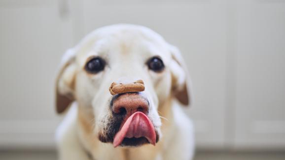 Колко лакомства всъщност може да изяде едно куче?