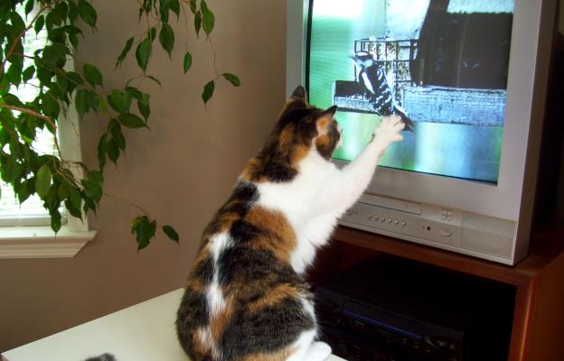 котка и телевизор