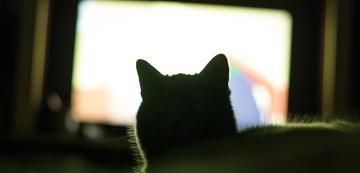 Трябва ли котките да гледат телевизия