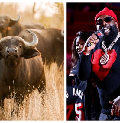 Рик Рос биволи