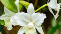 Учени откриха нов вид орхидея в Япония 