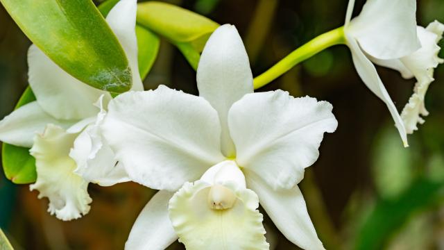 Учени откриха нов вид орхидея в Япония 